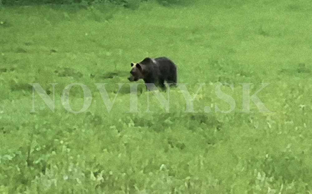 Bear attacked a man in Banská Bystrica