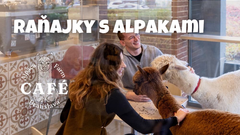 Завтрак с альпаками