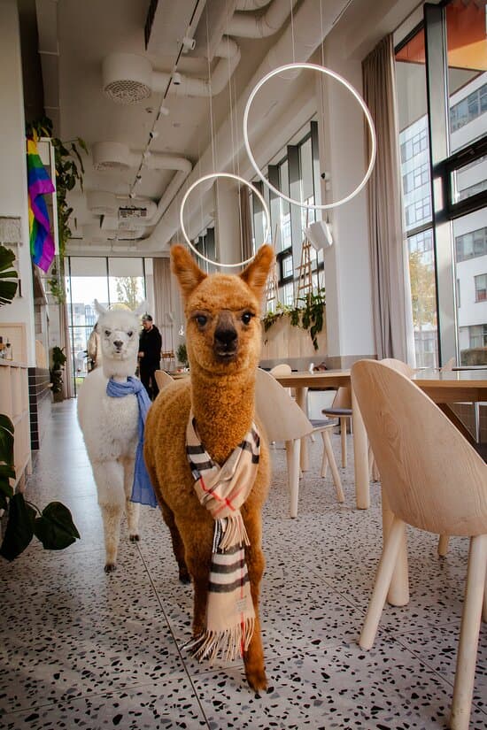 Brunch on the Farm with Alpacas